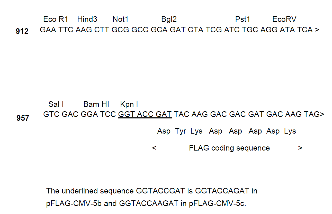 pFLAG-CMV-5a 多克隆位点 点击看大图 pFLAG-CMV-5a 多克隆位点